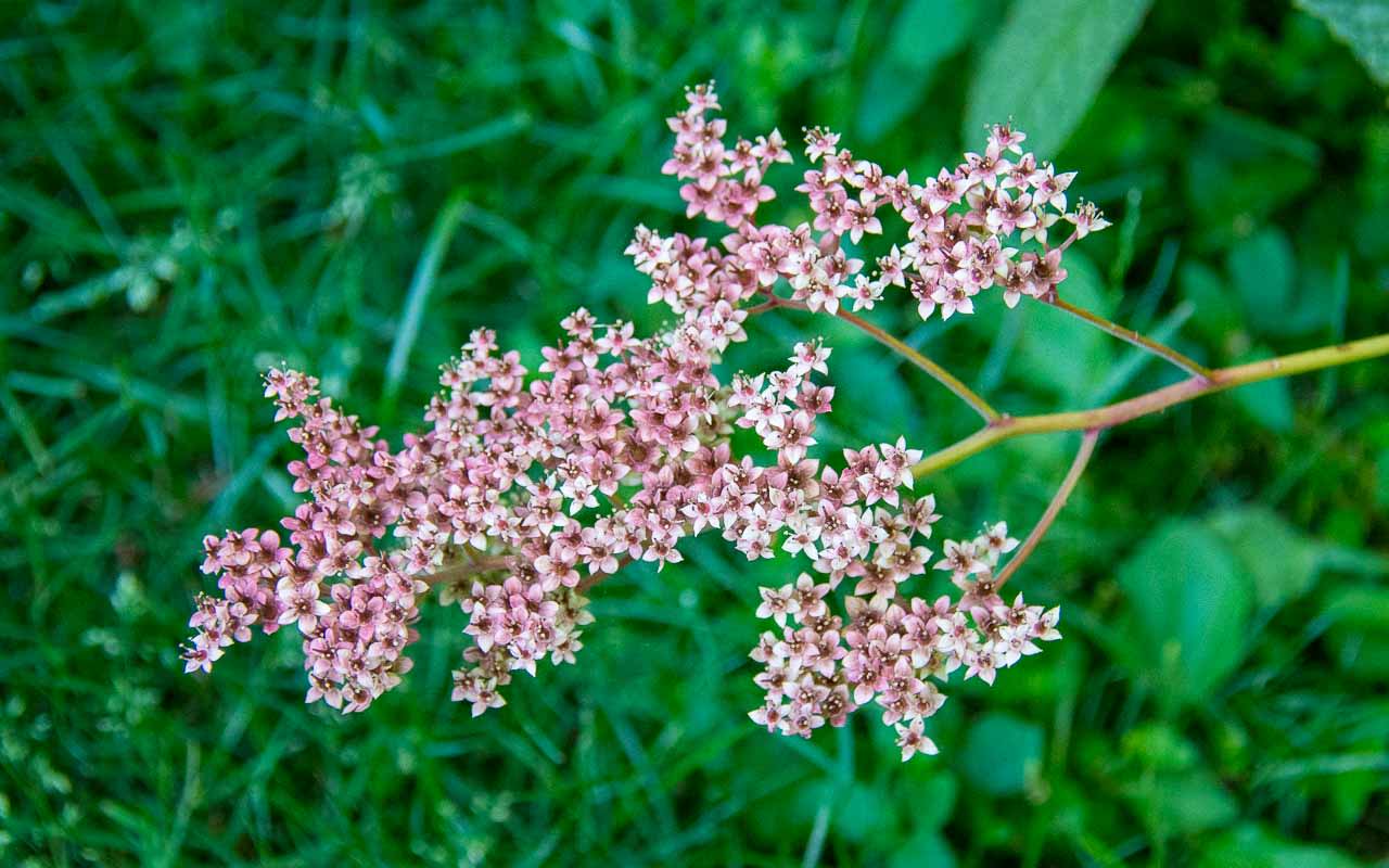 Garden Planting Yarrow Point